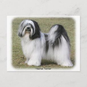 Tibetansk terrier vykort