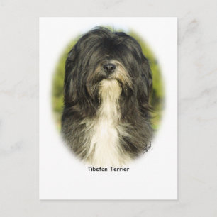 Tibetansk terrier vykort