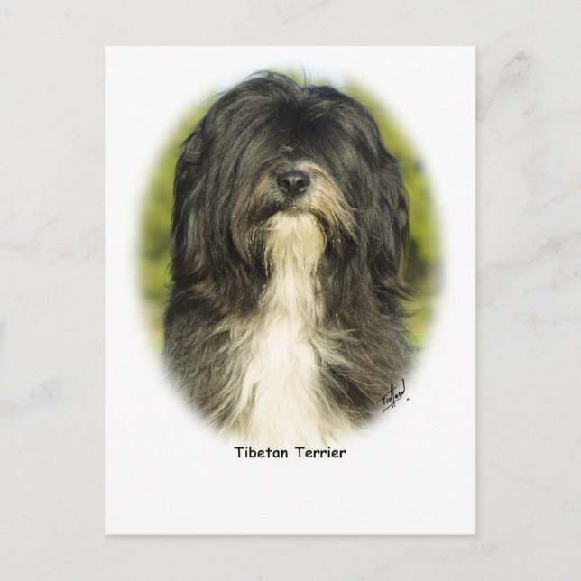 Tibetansk terrier vykort (Framsida)