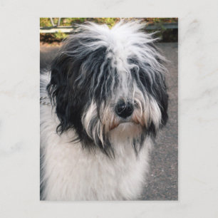 Tibetansk terrier vykort
