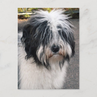 Tibetansk terrier vykort