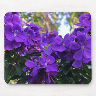 Tibouchina blommor musmatta