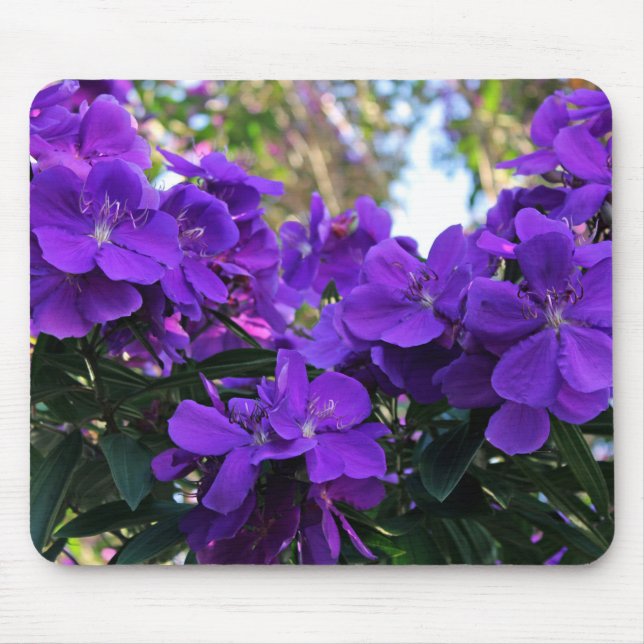 Tibouchina blommor musmatta (Framsidan)