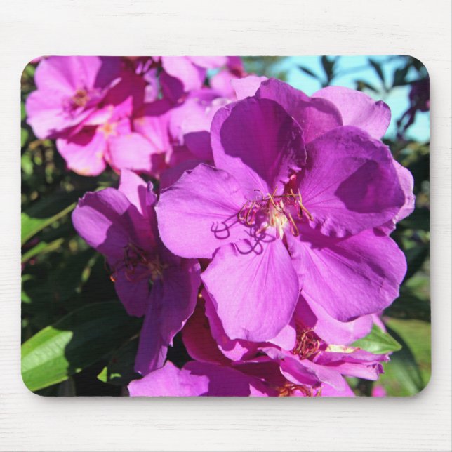 Tibouchina blommor musmatta (Framsidan)