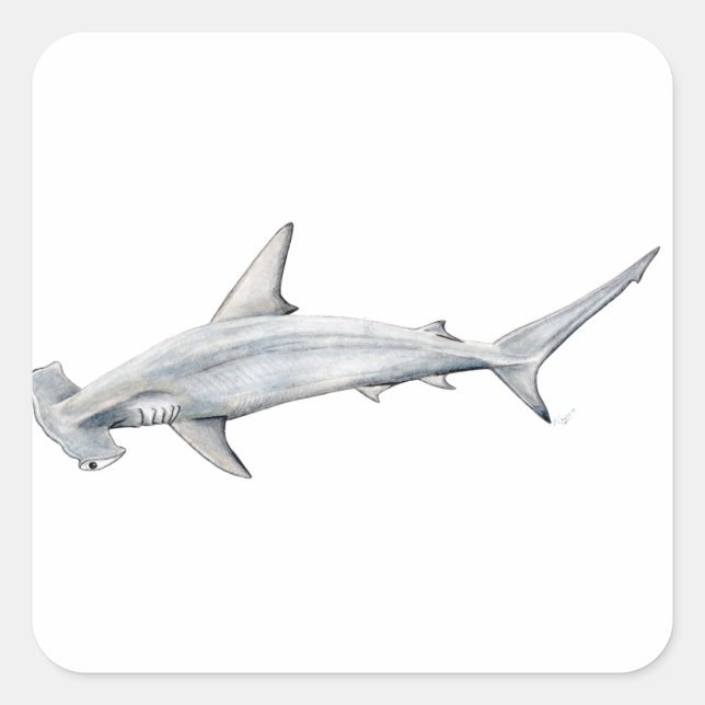 Tiburon martillo - hammarhaj fyrkantigt klistermärke (Framsida)