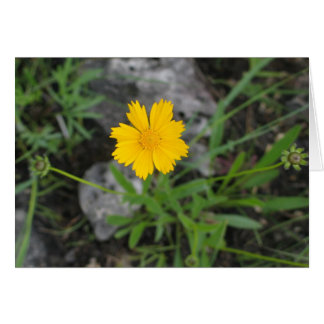 Tickseed Coreopsis OBS Kort