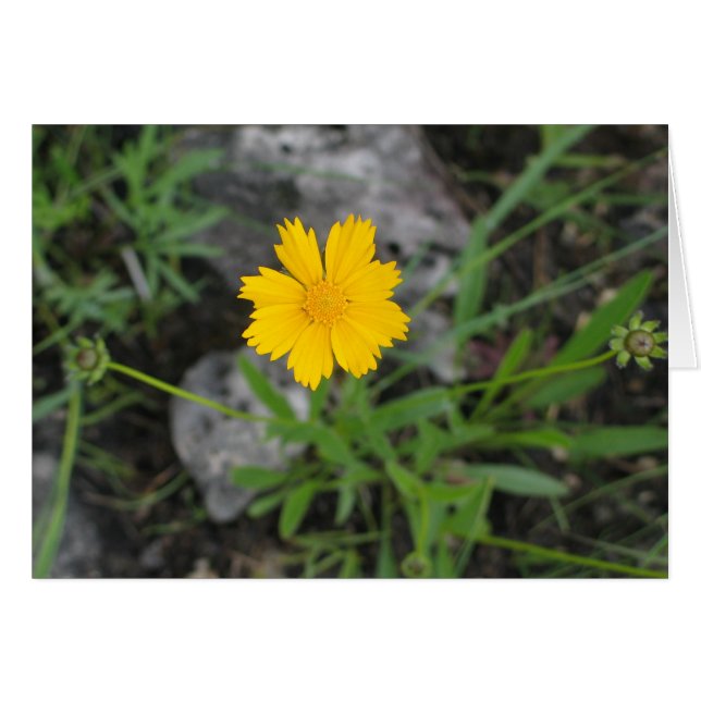 Tickseed Coreopsis OBS Kort (Framsidan Horizontal)