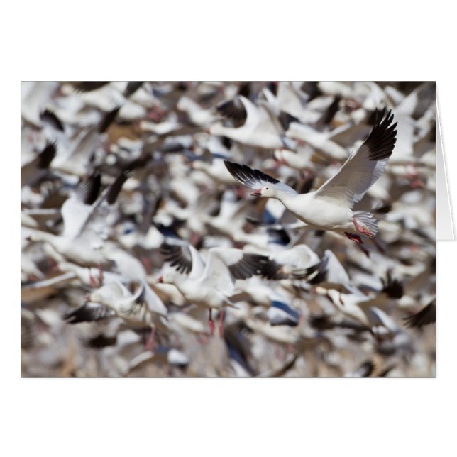 tid för att avbryta hälsningskort (Framsidan Horizontal)