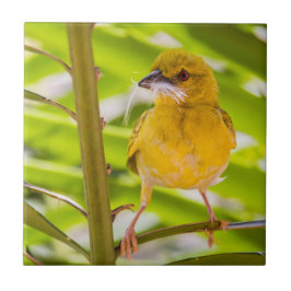 Tid för att bygga rede kakelplatta