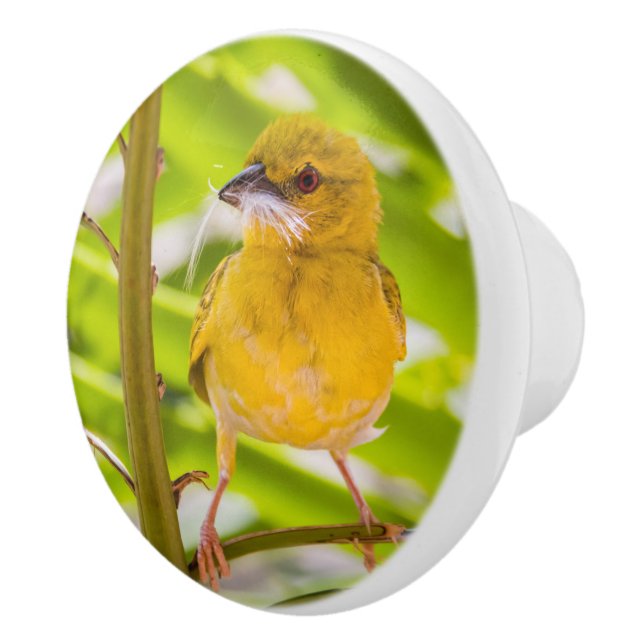 Tid för att bygga rede knopp (Höger)