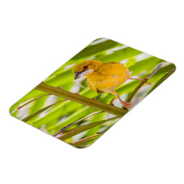 Tid för att bygga rede magnet