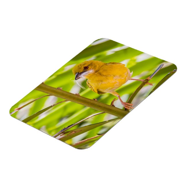 Tid för att bygga rede magnet (Vänstra Sidan)