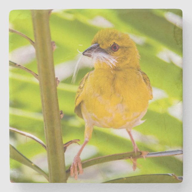 Tid för att bygga rede stenunderlägg (Framsidan)