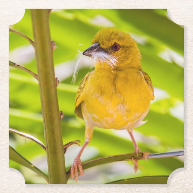 Tid för att bygga rede underlägg papper (Framsida)