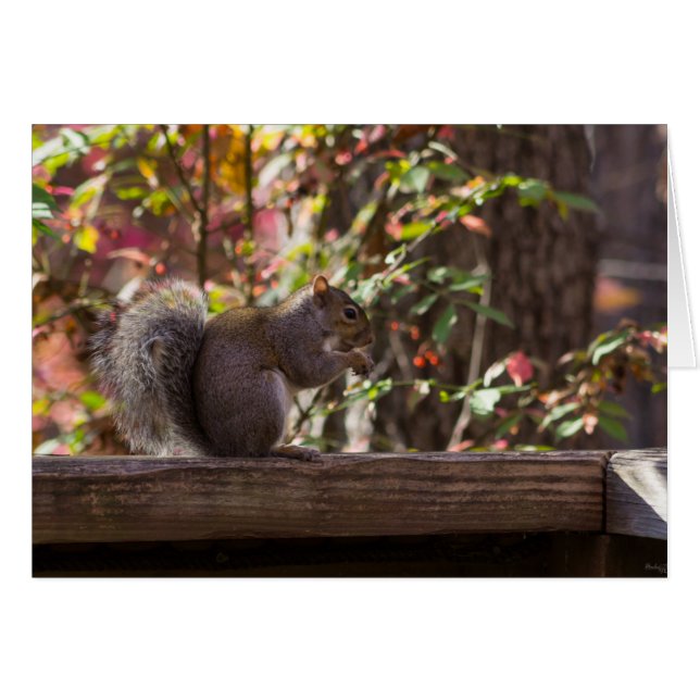 Tid för ekorrar OBS kort (Framsidan Horizontal)