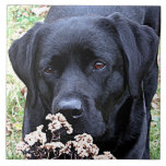 Tid - Svart lab - svart Labrador Kakelplatta<br><div class="desc">Det tar tid att lukta Tumbleweeds,  precis som det här Labrador!

Tid - Originalteckning efter Judy Burrows @ Black Hund Art</div>