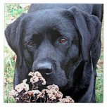 Tid - Svart lab - svart Labrador Kakelplatta<br><div class="desc">Det tar tid att lukta Tumbleweeds,  precis som det här Labrador!

Tid - Originalteckning efter Judy Burrows @ Black Hund Art</div>