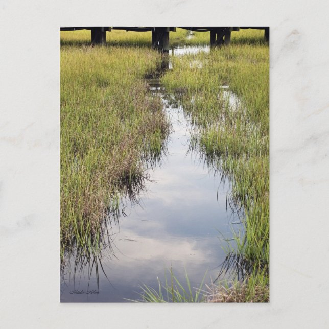 Tidal Bäck Vykort (Framsida)