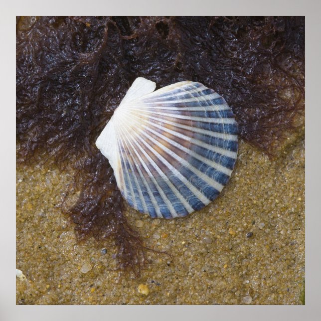 Tidal Bassäng Poster (Framsidan)