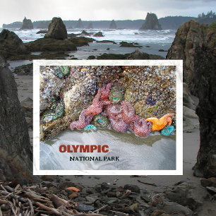 Tidal Bassäng, Ruby Beach, Olympic National Park Vykort