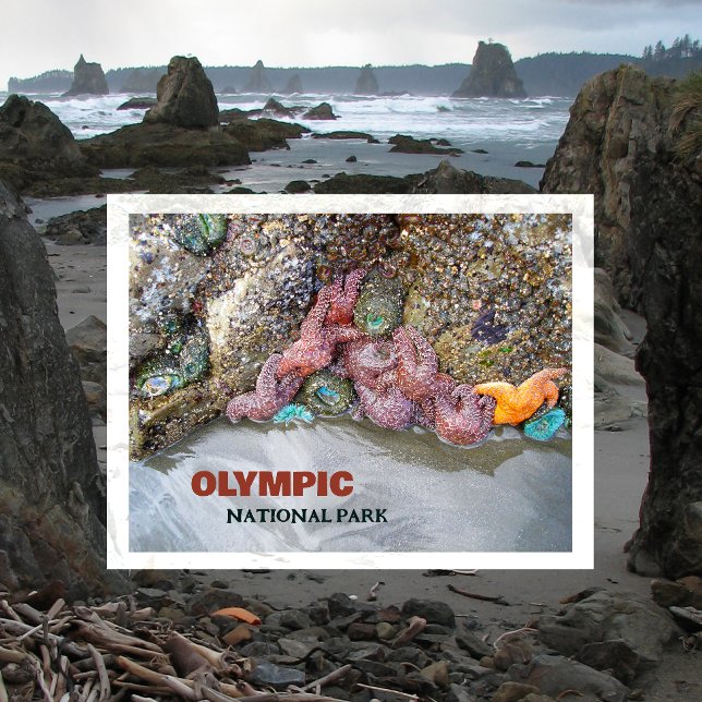 Tidal Bassäng, Ruby Beach, Olympic National Park Vykort (Skapare uppladdad)