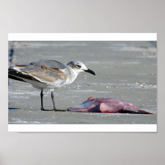 Tidal Buffet Poster (Framsidan)