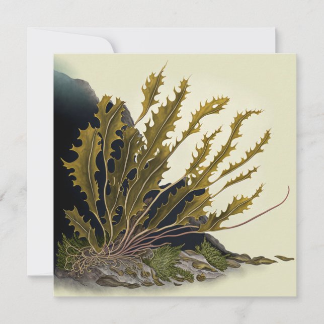 Tidal Fronds Kort (Framsida)