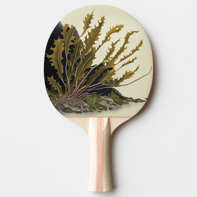Tidal Fronds Pingisracket (Framsidan)