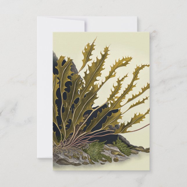 Tidal Fronds Tack Kort (Framsida)