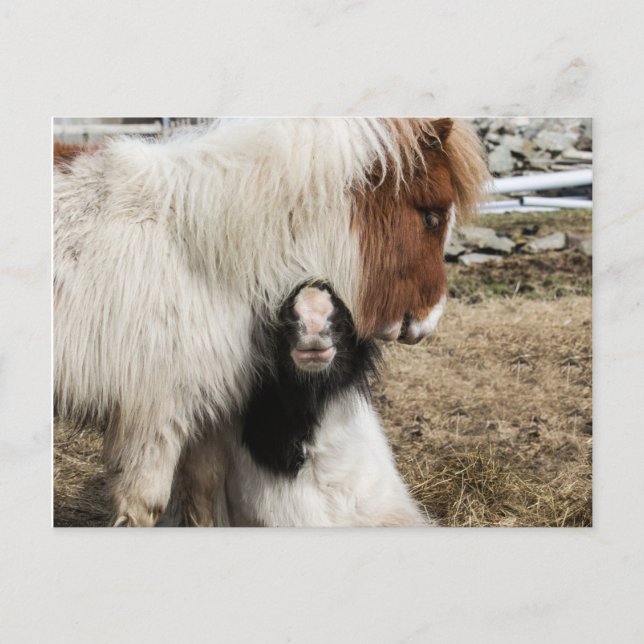 TIddles och för storm vanlig vykort (Framsida)