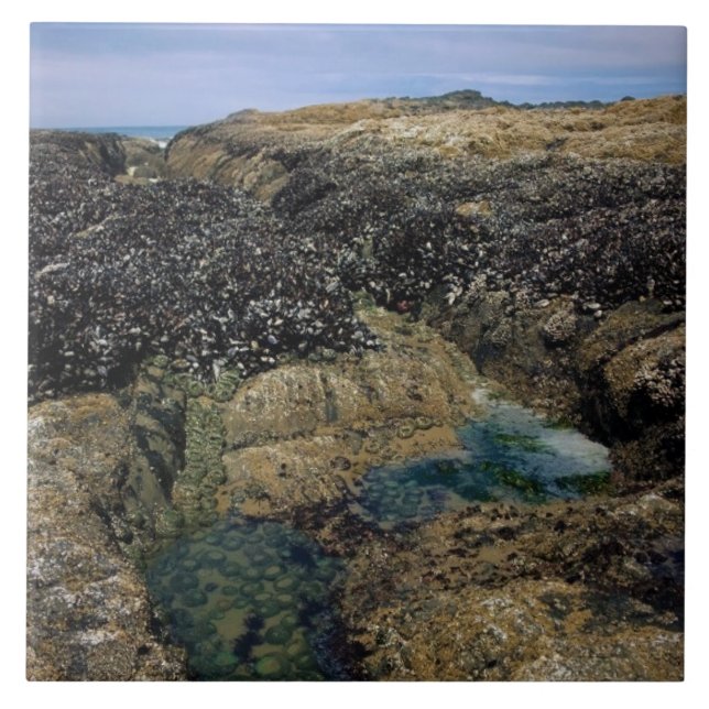 Tide Bassäng vid Bob Bäck, ELLER Kakelplatta (Framsidan)