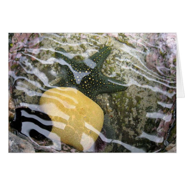 Tidepool Hälsningskort (Framsidan Horizontal)