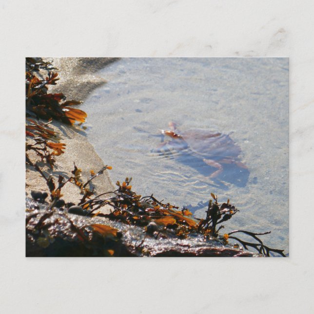 Tidepool i Sand Beach Vykort (Framsida)