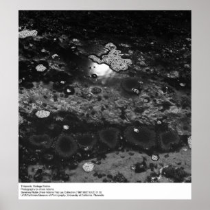 Tidepools, Bodega Station av Ansel Adams Poster