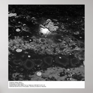 Tidepools, Bodega Station av Ansel Adams Poster