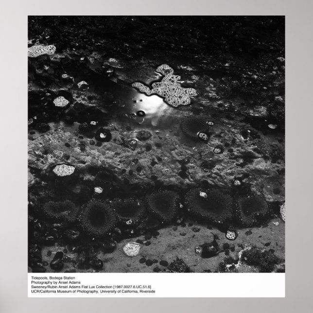 Tidepools, Bodega Station av Ansel Adams Poster (Framsidan)