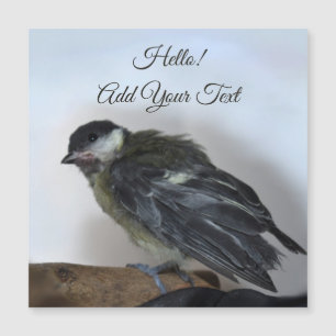 Tidi min fågel Parus Major Magnetic Card