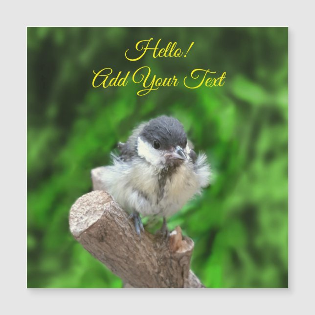 Tidi my Bird the Parus Major (Framsida)