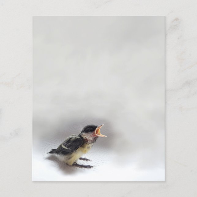 Tidi my Bird the Parus Major (Framsida)