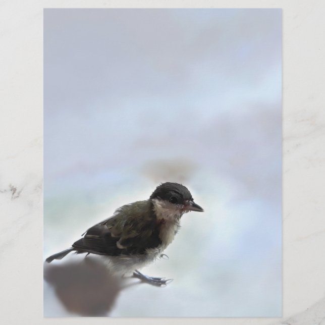 Tidi my Bird the Parus Major Brevhuvud (Framsida)