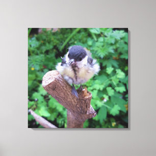 Tidi my Bird the Parus Major Canvastryck