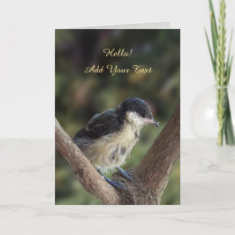Tidi my Bird the Parus Major Kort