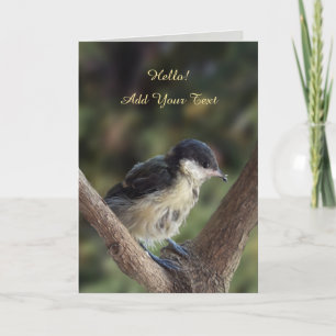 Tidi my Bird the Parus Major Kort