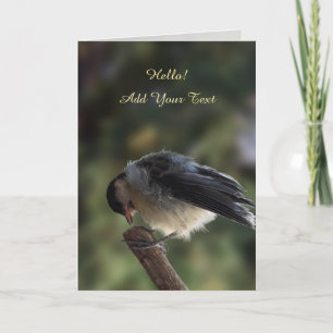 Tidi my Bird the Parus Major Kort