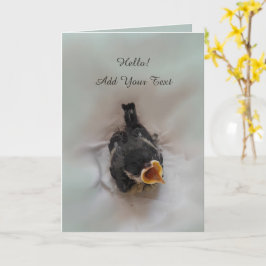 Tidi my Bird the Parus Major Kort