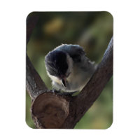 Tidi my Bird the Parus Major
