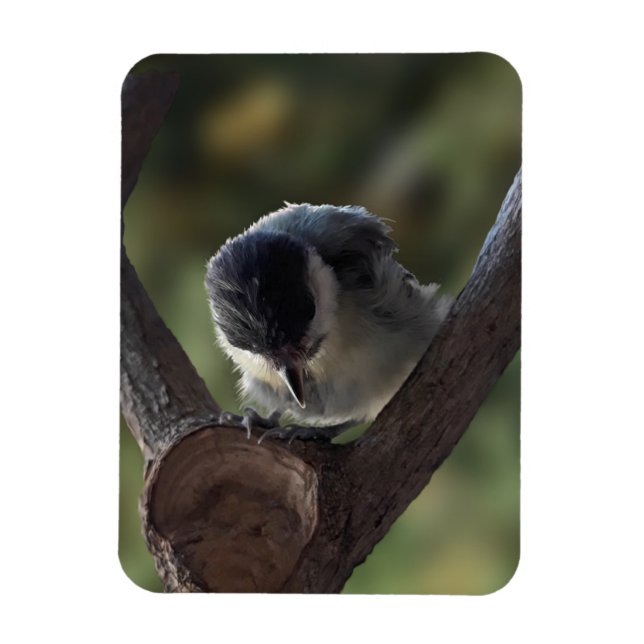 Tidi my Bird the Parus Major Magnet (Vertikal)