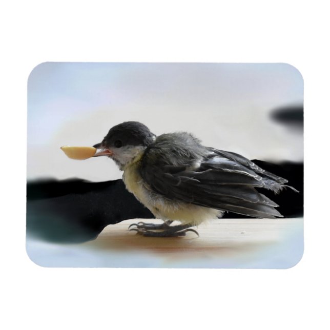 Tidi my Bird the Parus Major Magnet (Horisontell)