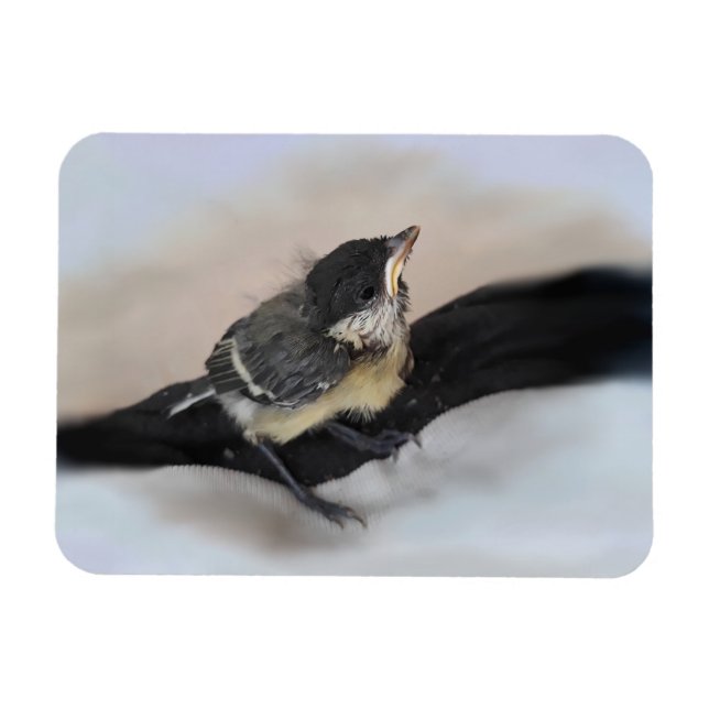 Tidi my Bird the Parus Major Magnet (Horisontell)