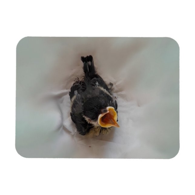 Tidi my Bird the Parus Major Magnet (Horisontell)